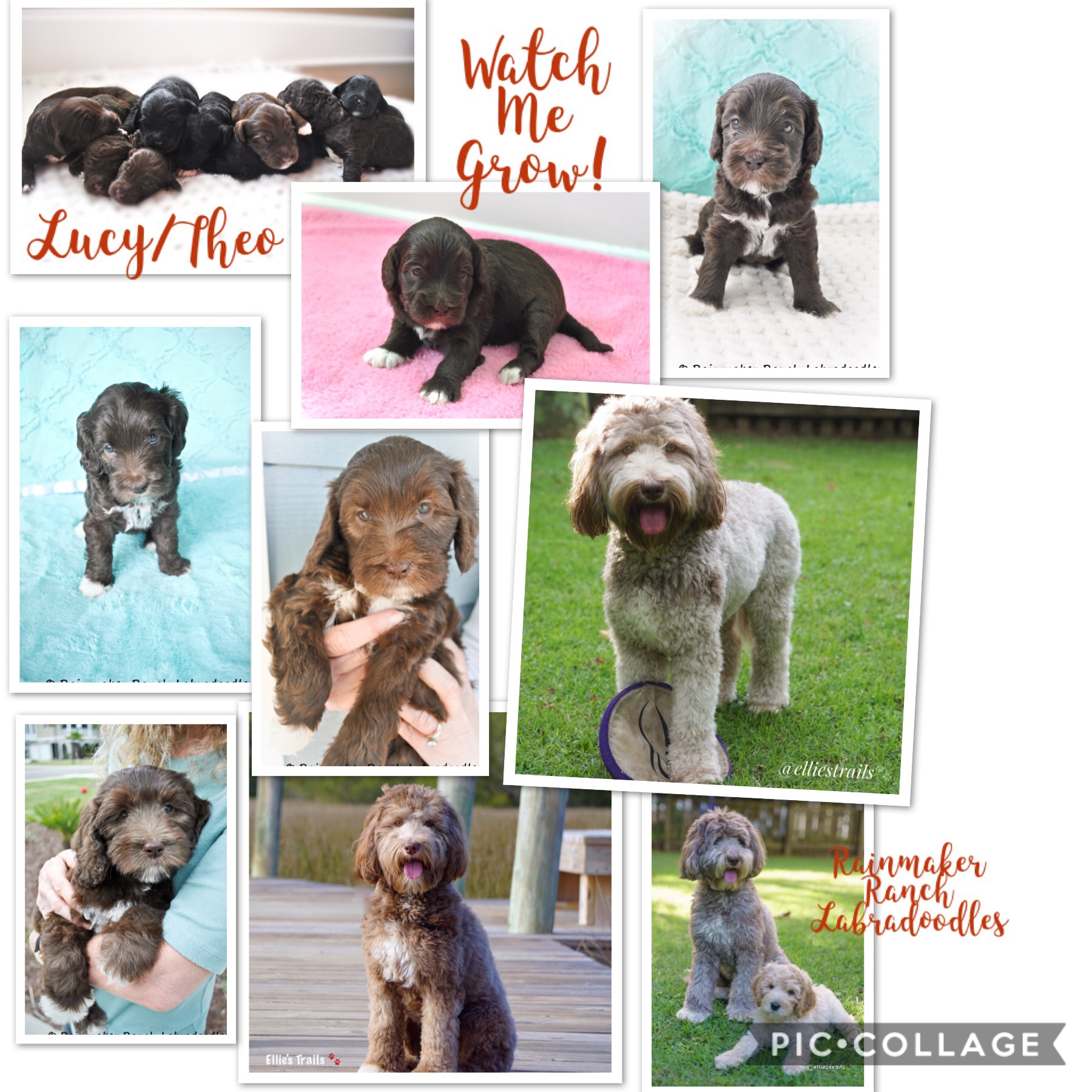 Lavendar Labradoodle